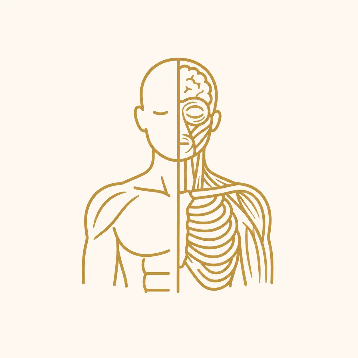 التشريح Anatomy
